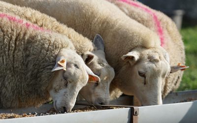 schapen eten